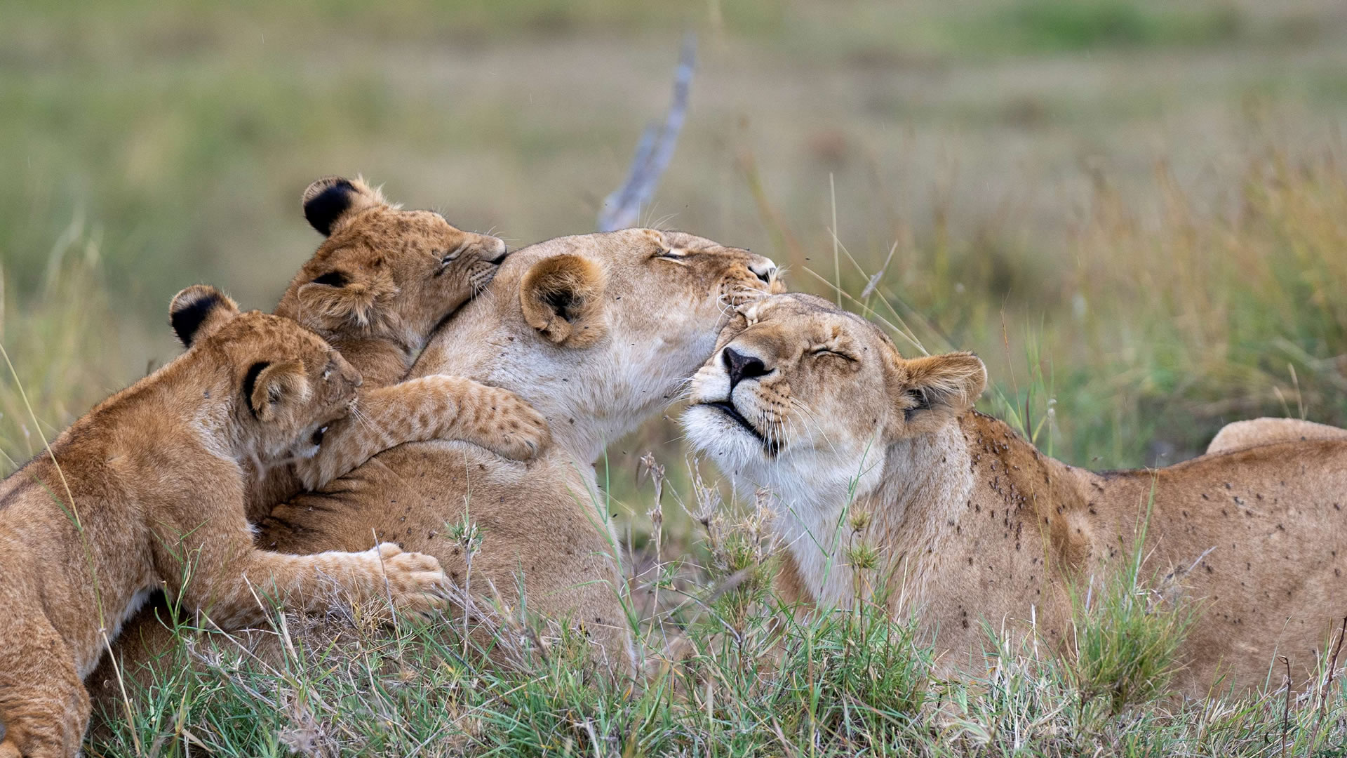 5 Days Tarangire Serengeti Ngorongoro